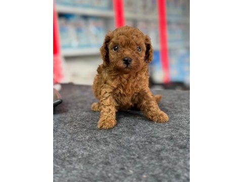 Minik prenses ve prens toy poodle yavrularım