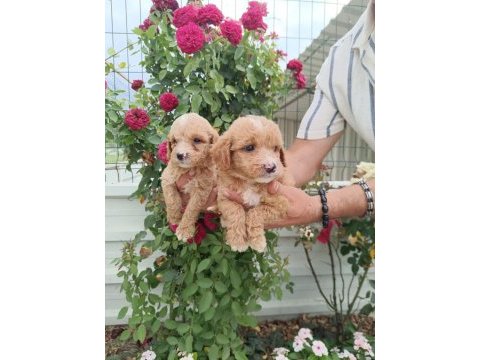 Maltipoo sağlık garantili yavrular