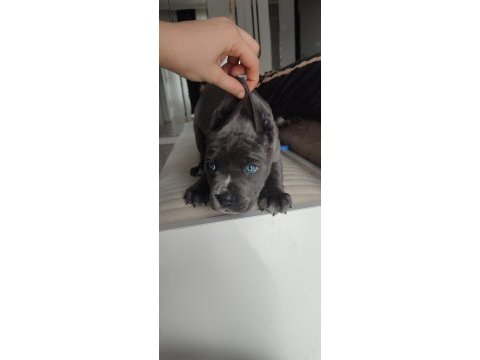 Eğitimli blue corso dişi yavru