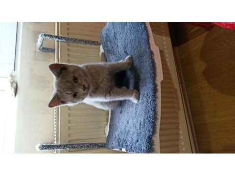 27 şubat doğumlu british shorthair