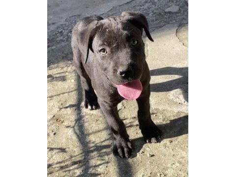 Dişi siyah cane corso yavrularım