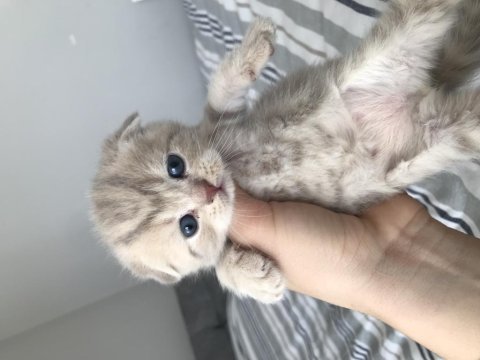 Yakışıklı erkek scottish fold