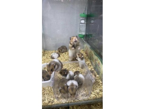 Hamster ve tüm ihtiyaçları (adresine gelsin)