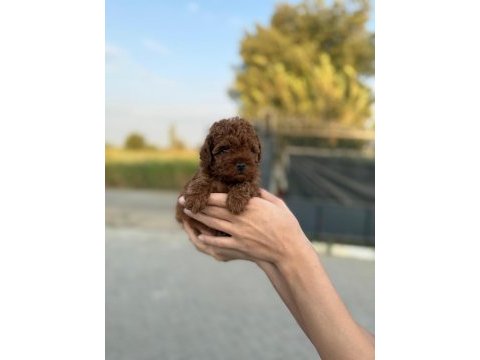 Dikkat oyuncak değildir poodle