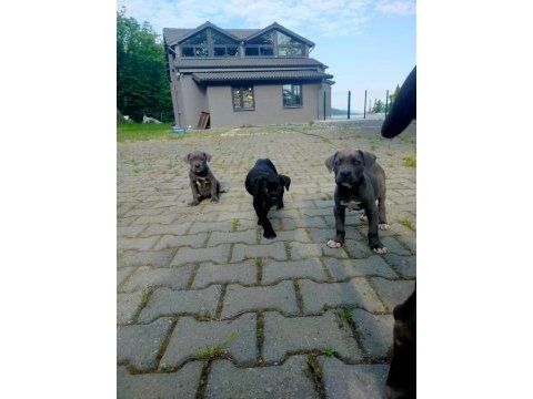 70 günlük dişi blue ve siyah cane corso yavrular