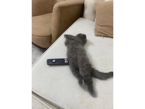 Sevimli kız scottish fold