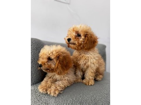 Kıvırcık maltipoo yavrularımız