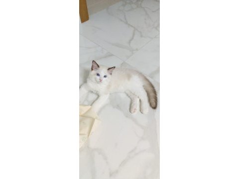 Safkan ragdoll bebeklerimiz yeni yuvalarını arıyor