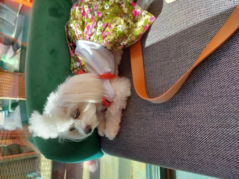 Orijinal maltese terrier 1 yaşında dişi