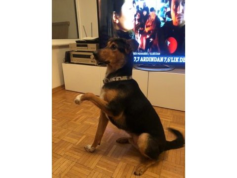 1,5 yaşında eğitimli border collie