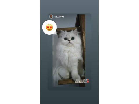 British longhair yavrular
