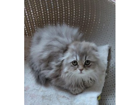 Scottish fold çok güzel bebek