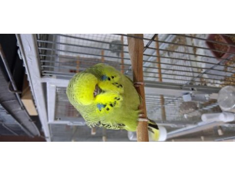 Show jumbo yavru muhabbet kuşlar