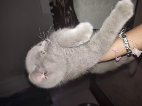 5 aylık yanında kumu maması verilecek kedimiz