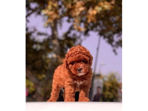 Red brown toy poodle yavrular