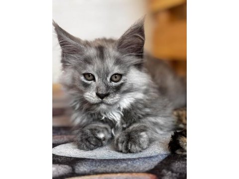 Kalitenin adı big claw maine coon
