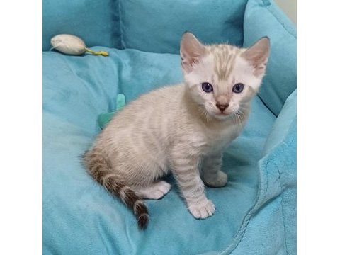 Snow bengal erkek yavru