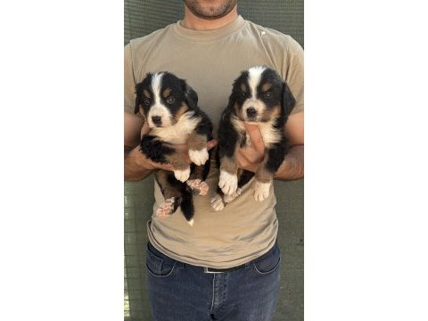 Bernese yavrularımız