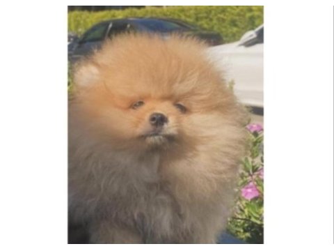 Pomeranian boo yavrularımız