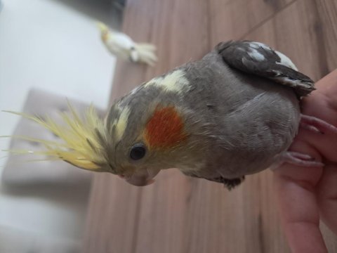 Yavru sultan papağanı bebek