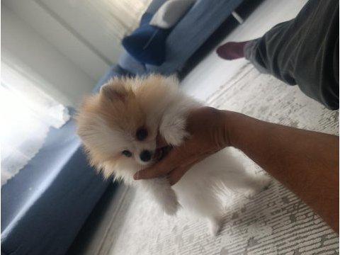 İki buçuk üç aylık erkek pomeranian