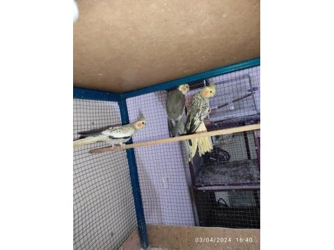 Yavru sultan papağanı ve damızlık takımlar bulunur