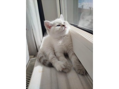 British shorthair dişi yavru