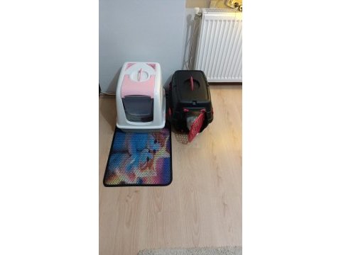 Yavru british kedimiz 4 aylık