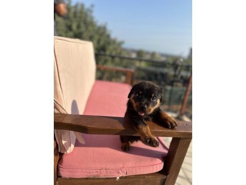 Rottweiler yavrular yeni yuvasını arıyor