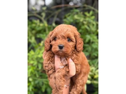 Teacup kore maltipoo yavruları