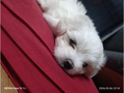 Maltese terrier iki aylıklar