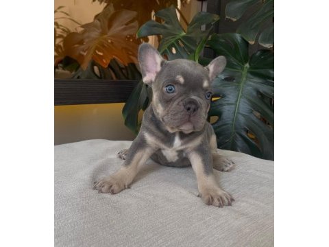 Rengarenk french bulldog yavrularım egzotik