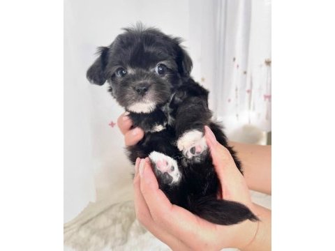 Black toy poodle çok uyguna