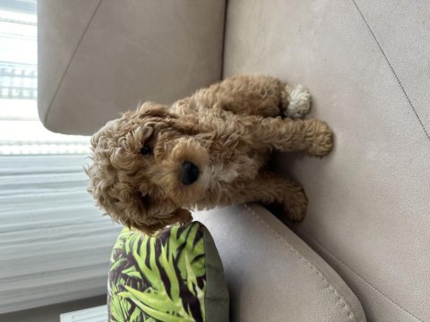 2 buçuk aylık poodle
