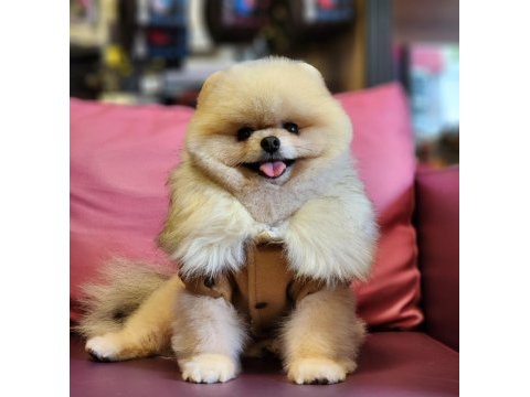 Türkiyedeki en basık burunlu tam ayı surat pomeranian