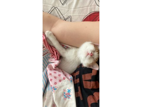 İki oyuncu kız kardeş kediyi ücretsiz sahiplendiriyorum