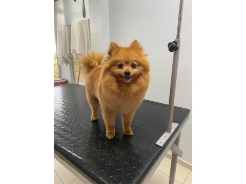 Yetişkin 1 yavrusuyla birlikte verilecek pomeranian