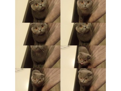 Ücretsiz yeni aile arayan scottish fold