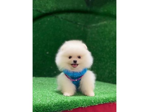 Blacks petshop garantisiyle pomeranian köpeklerimiz