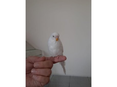 Albino muhabbet kuşu