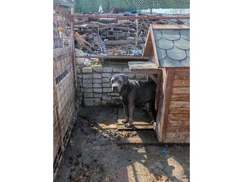 Cane corso blue dişi 2 yaşında hiç eş görmemiş