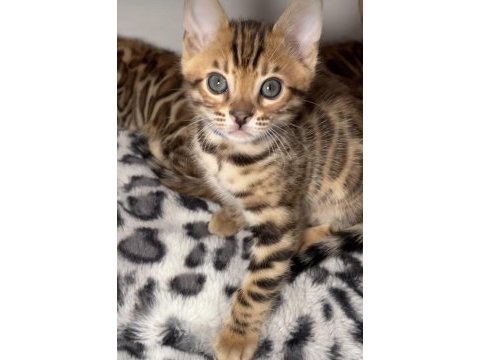 Ozyfelınes seçkin bengal yavruları