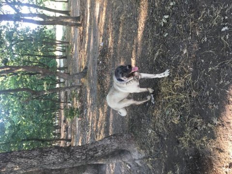 Çift kangal dişi erkek 7 aylık