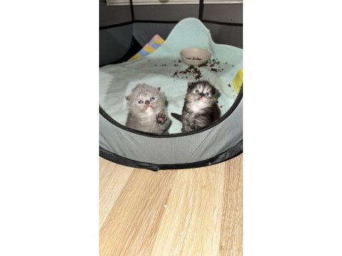 Scottish fold yavrular