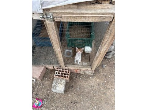 1.5 aylık sarman dişi bebek sıcak kalıcı yuva aranıyor