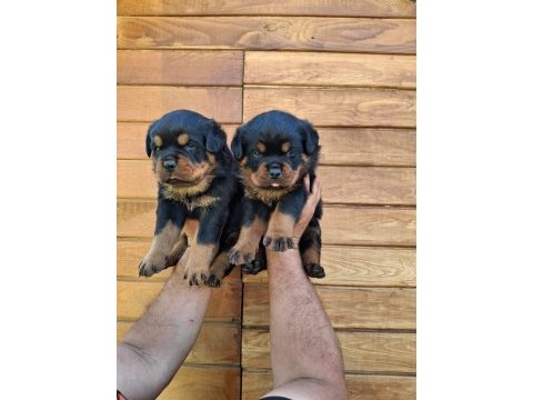A şecereli yavrular macar koca kafa küt burun rottweiler