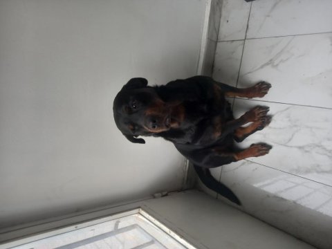Maya hanım çok akıllı rottweiler