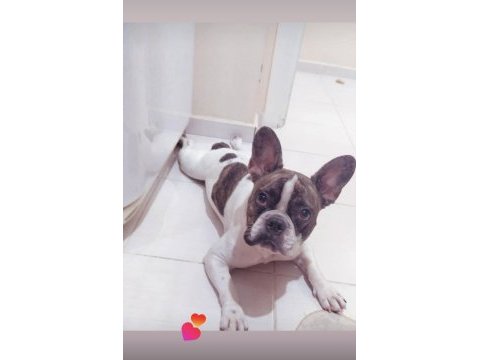 French bulldog ömürlük yuvaları olacak ailelerini arıyorlar