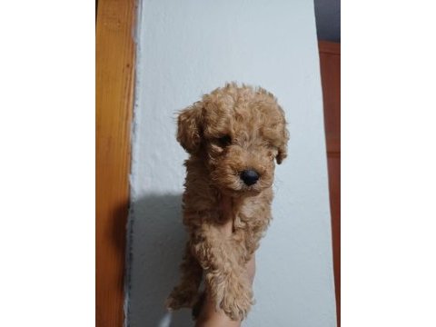 Maltipoo dişi erkek kardeşler