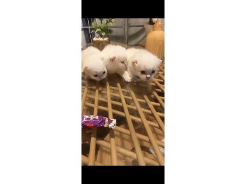 Tombul mavi gözlü beyaz scottish fold yavrular
